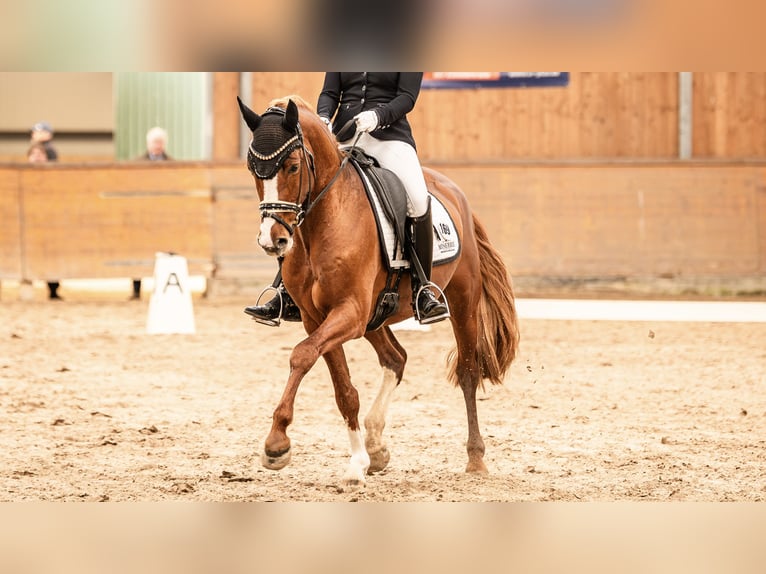 Pony tedesco Castrone 5 Anni 148 cm Sauro in Springe