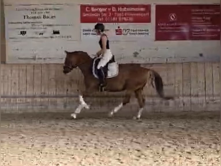 Pony tedesco Castrone 5 Anni 148 cm Sauro in Waiblingen