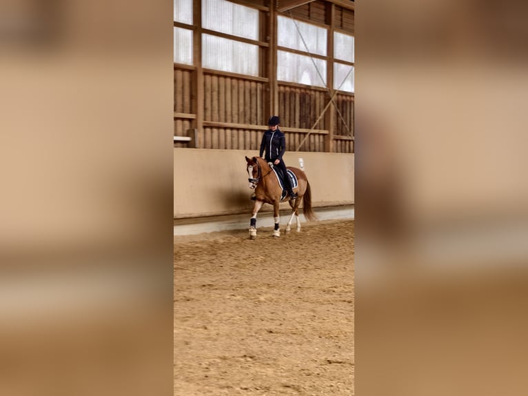Pony tedesco Castrone 5 Anni 148 cm Sauro in Waiblingen