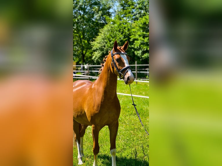 Pony tedesco Castrone 5 Anni 148 cm Sauro in Waiblingen