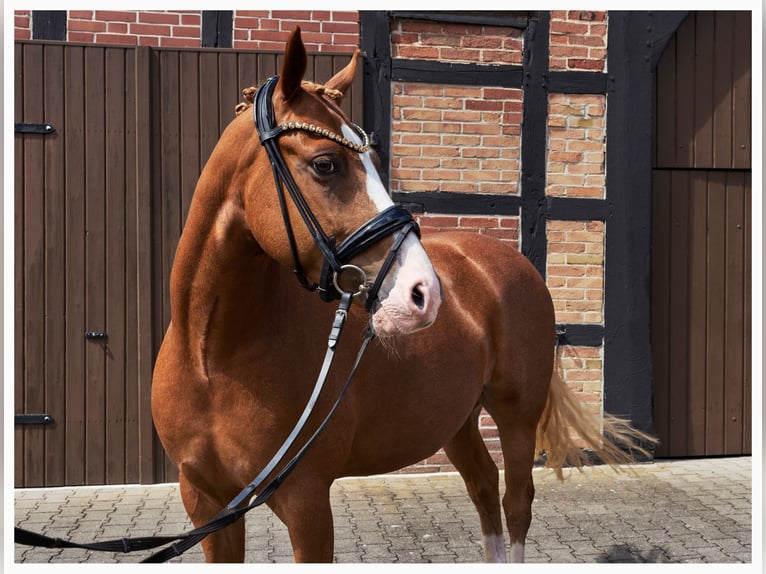Pony tedesco Castrone 5 Anni 148 cm Sauro in Herzebrock-Clarholz