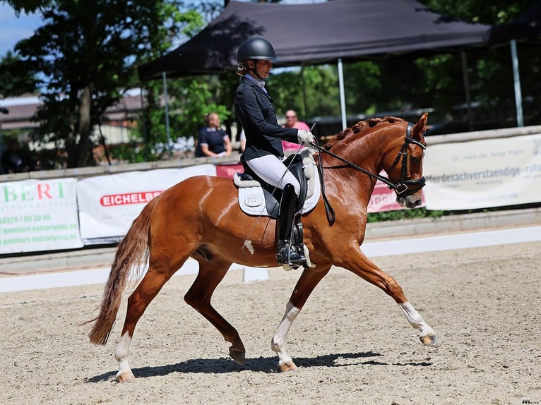 Pony tedesco Castrone 5 Anni 148 cm Sauro in Nauen