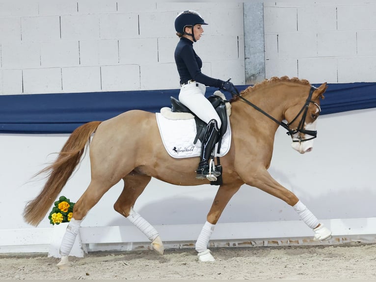 Pony tedesco Castrone 5 Anni 148 cm Sauro in Marsberg