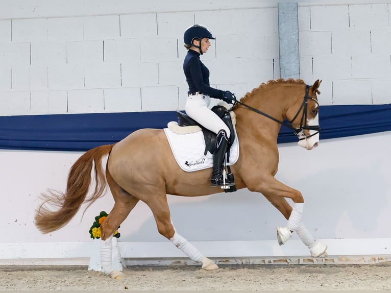 Pony tedesco Castrone 5 Anni 148 cm Sauro in Marsberg