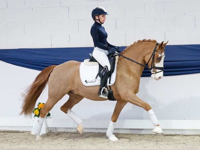 Pony tedesco Castrone 5 Anni 148 cm Sauro in Marsberg