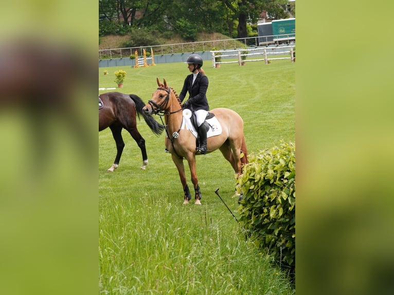 Pony tedesco Castrone 5 Anni 148 cm Sauro in Buchholz in der Nordheide