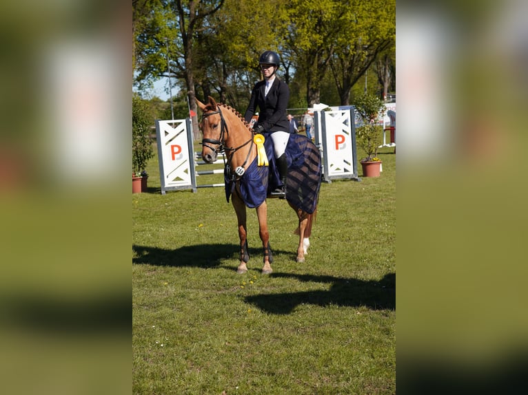 Pony tedesco Castrone 5 Anni 148 cm Sauro in Buchholz in der Nordheide