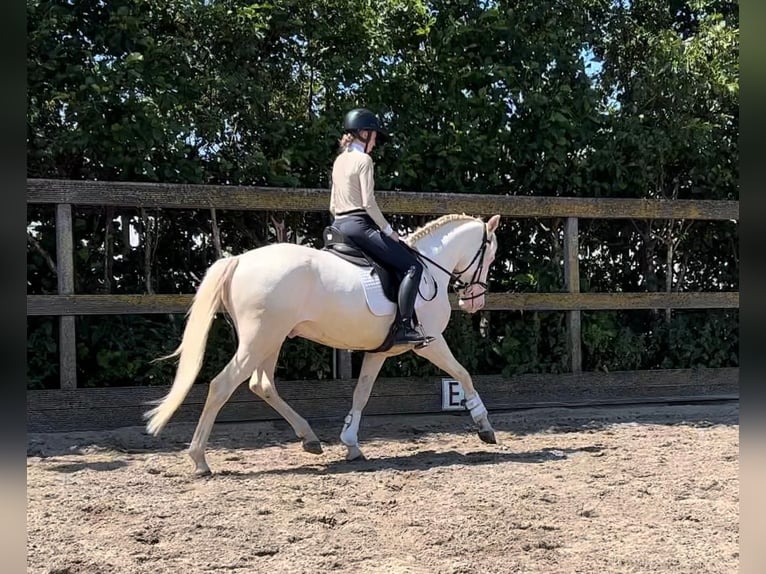 Pony tedesco Mix Castrone 5 Anni 149 cm Cremello in Sm