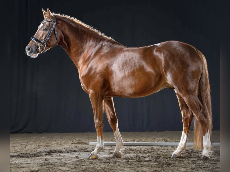Pony tedesco Castrone 5 Anni 149 cm Sauro scuro in Ruppichteroth
