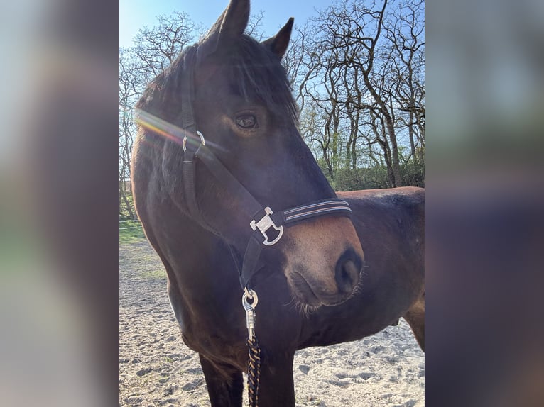 Pony tedesco Castrone 5 Anni 150 cm in Mescherin