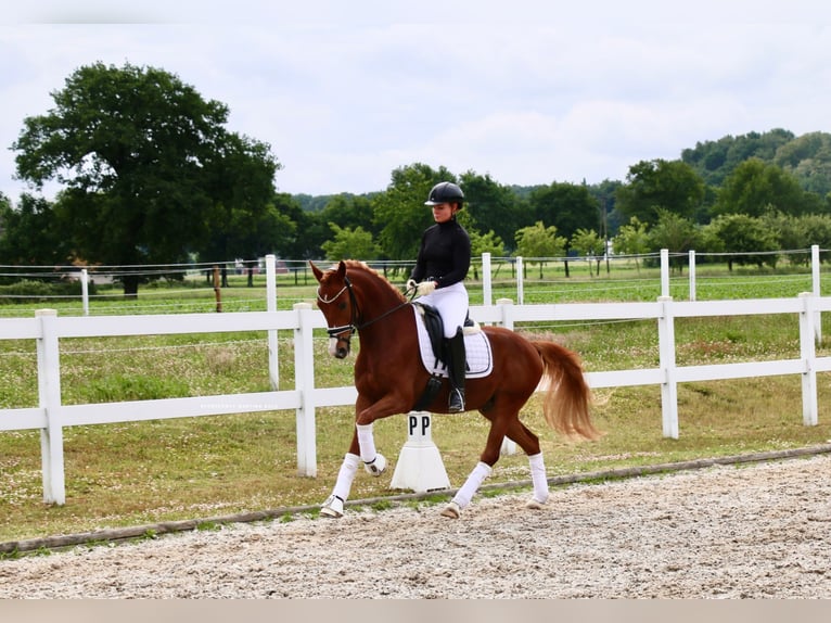 Pony tedesco Castrone 5 Anni 150 cm Sauro in Recke, bei Osnabr&#xFC;ck