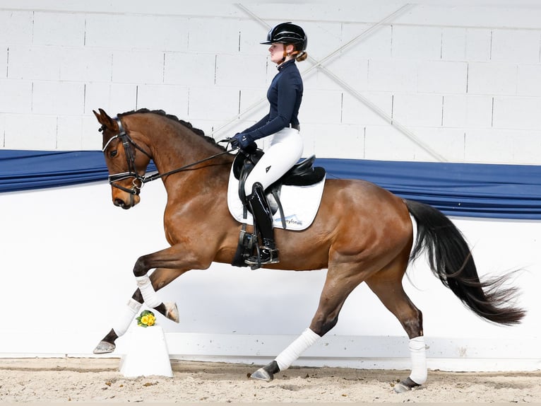 Pony tedesco Castrone 5 Anni 151 cm Baio in Marsberg
