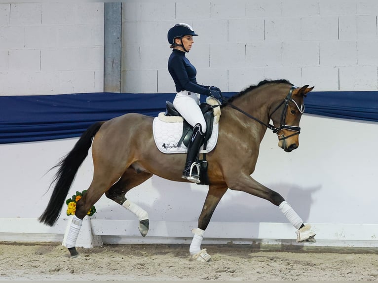 Pony tedesco Castrone 5 Anni 152 cm Baio in Marsberg