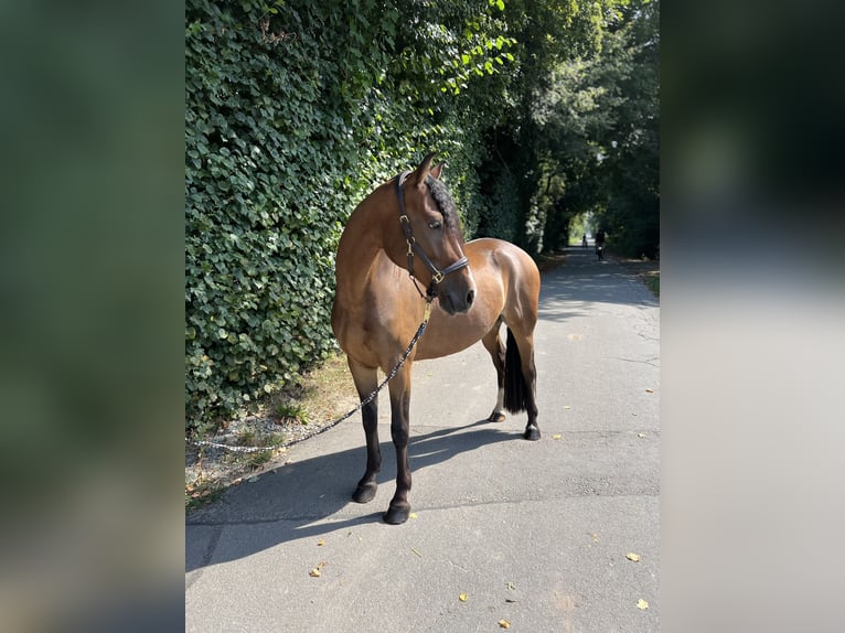 Pony tedesco Castrone 5 Anni 152 cm Baio in Egelsbach