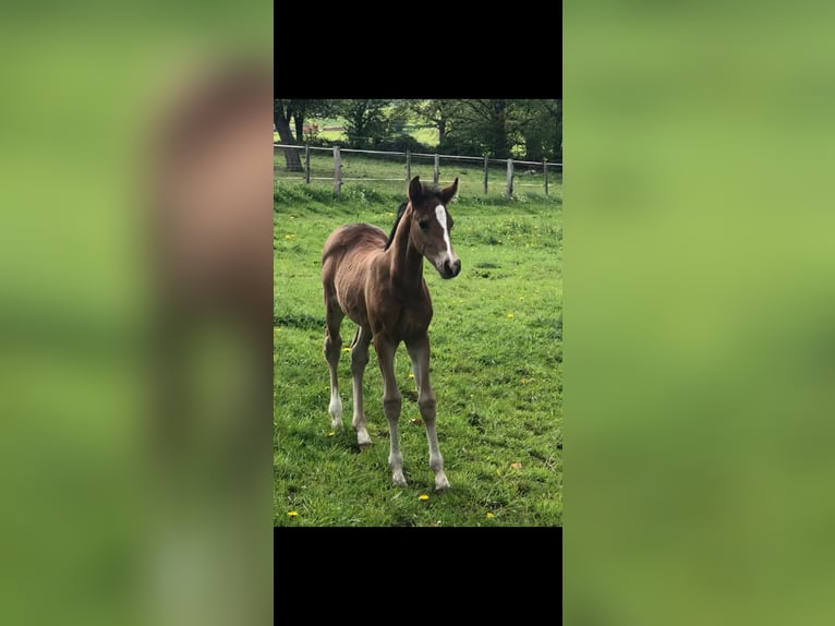 Pony tedesco Castrone 5 Anni 152 cm Baio in Egelsbach