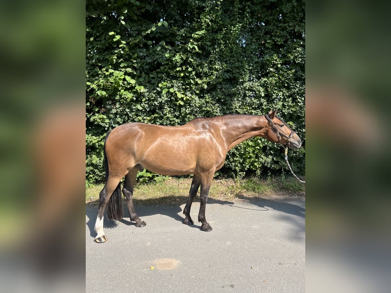 Pony tedesco Castrone 5 Anni 152 cm Baio in Egelsbach