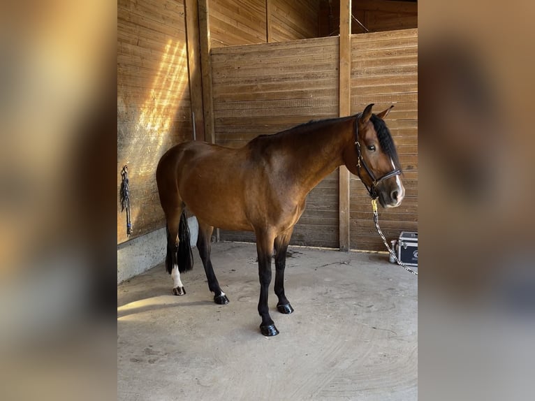 Pony tedesco Castrone 5 Anni 152 cm Baio in Egelsbach