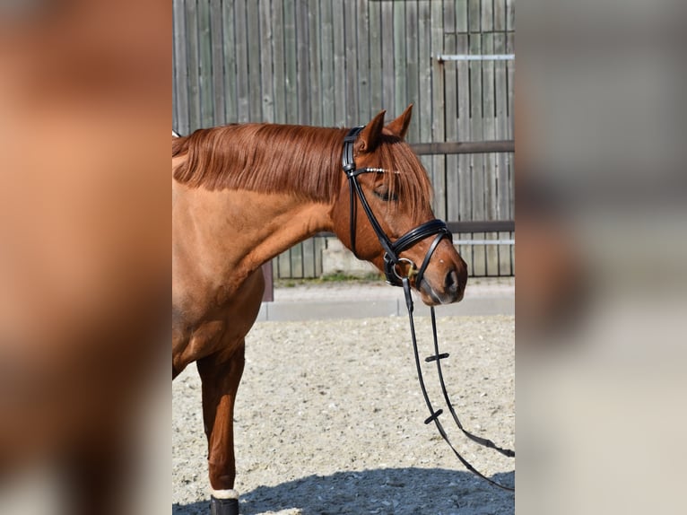 Pony tedesco Castrone 5 Anni 152 cm Sauro in Edewecht