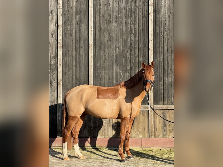 Pony tedesco Castrone 5 Anni 152 cm Sauro in EdewechtFriedrichsfehn