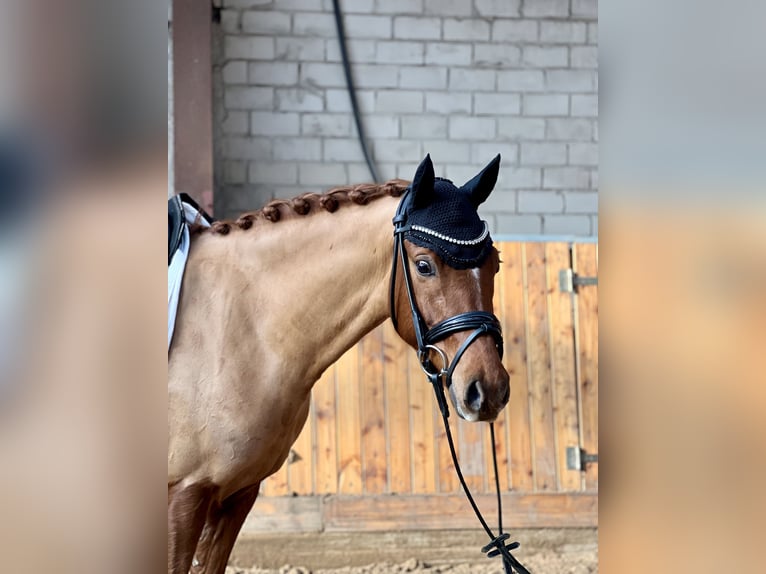 Pony tedesco Castrone 5 Anni 152 cm Sauro in EdewechtFriedrichsfehn