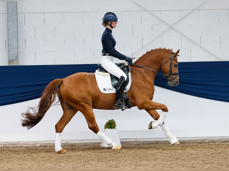 Pony tedesco Castrone 5 Anni 152 cm Sauro in Marsberg