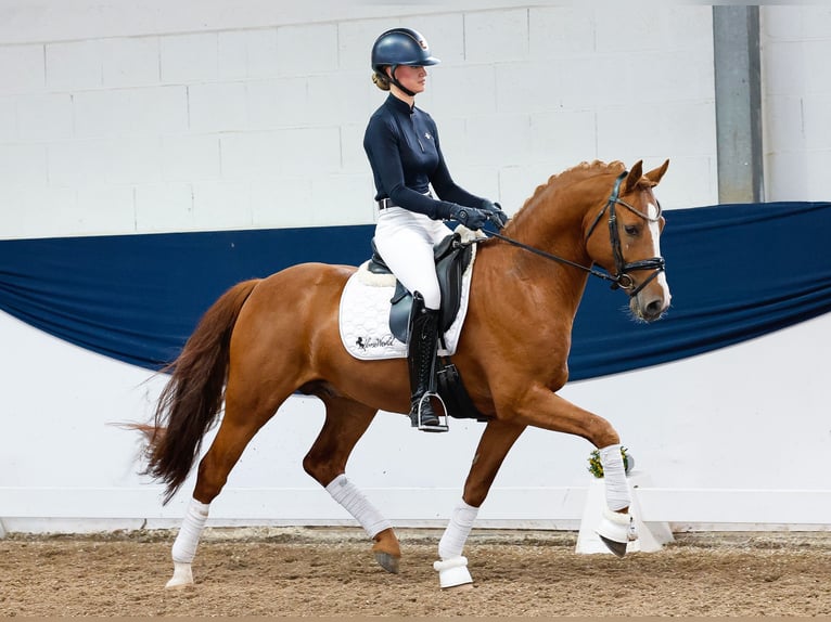 Pony tedesco Castrone 5 Anni 152 cm Sauro in Marsberg