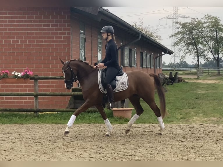 Pony tedesco Castrone 5 Anni 152 cm Sauro scuro in Hoya