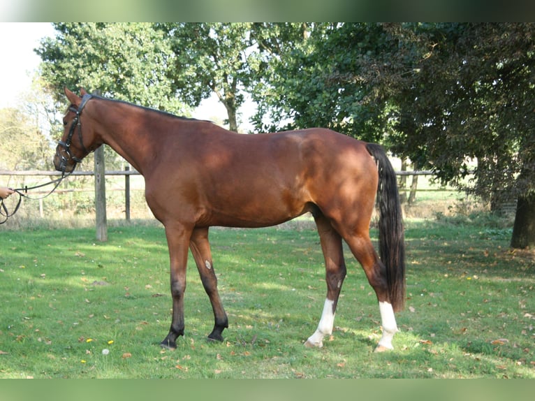 Pony tedesco Castrone 5 Anni 153 cm Baio in Blender