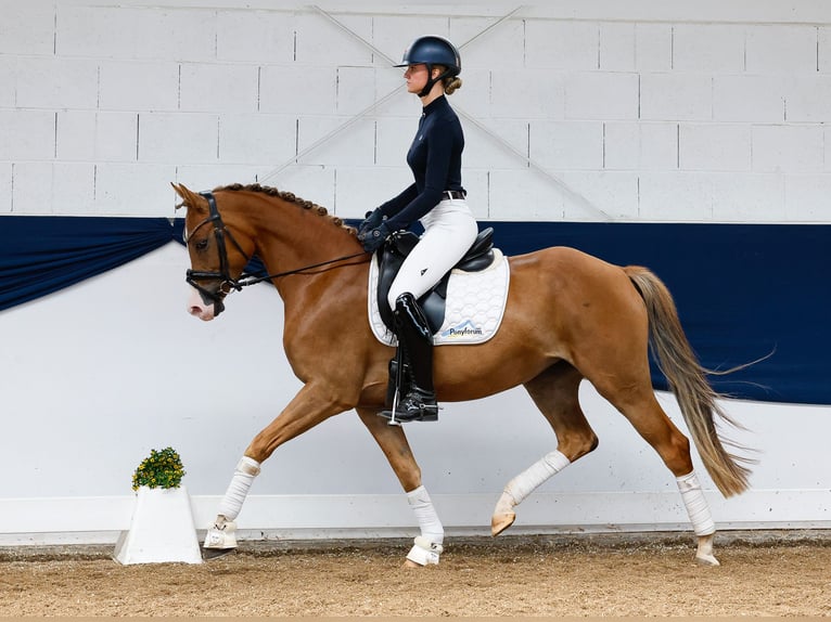 Pony tedesco Castrone 5 Anni 153 cm Sauro in Marsberg