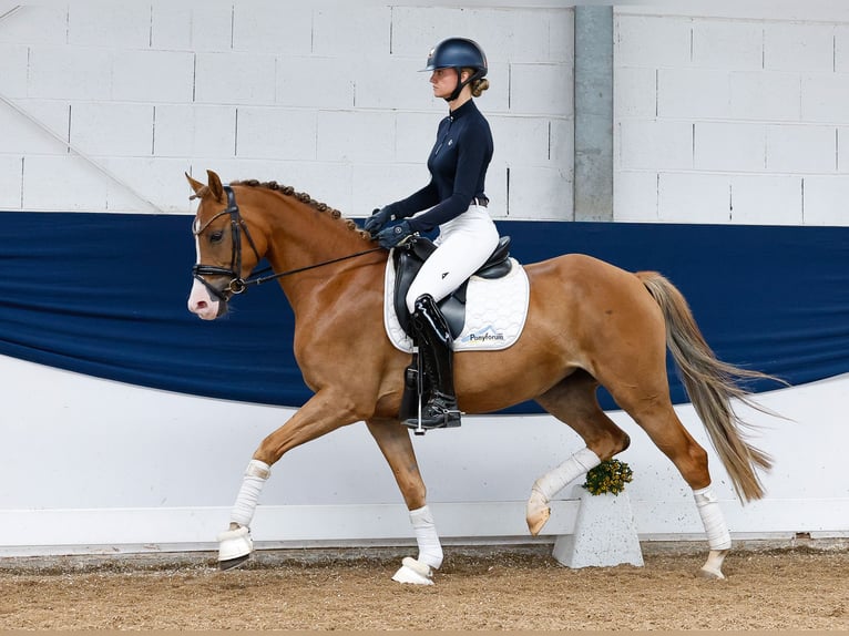 Pony tedesco Castrone 5 Anni 153 cm Sauro in Marsberg