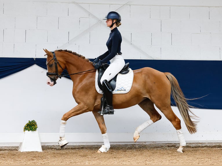 Pony tedesco Castrone 5 Anni 153 cm Sauro in Marsberg
