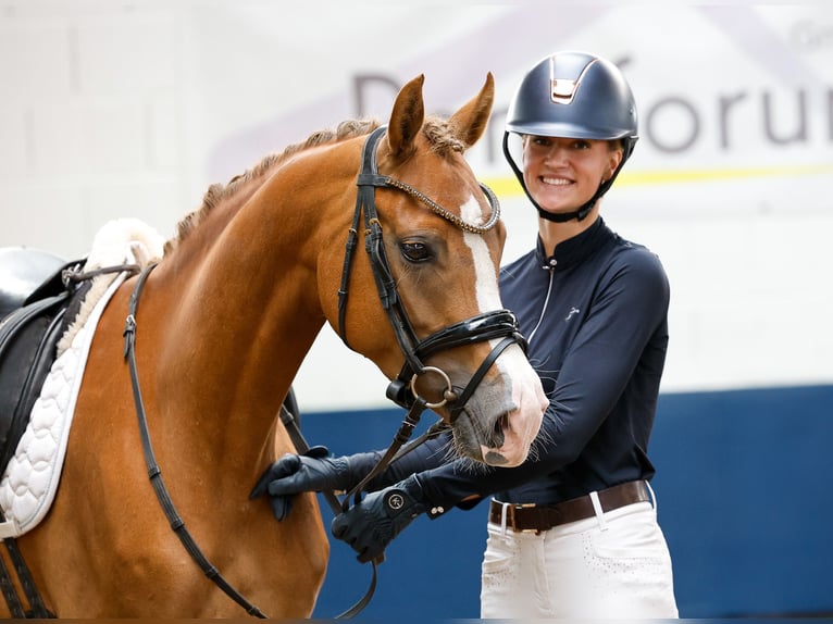Pony tedesco Castrone 5 Anni 153 cm Sauro in Marsberg