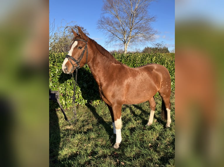 Pony tedesco Castrone 5 Anni 153 cm Sauro in Großheide
