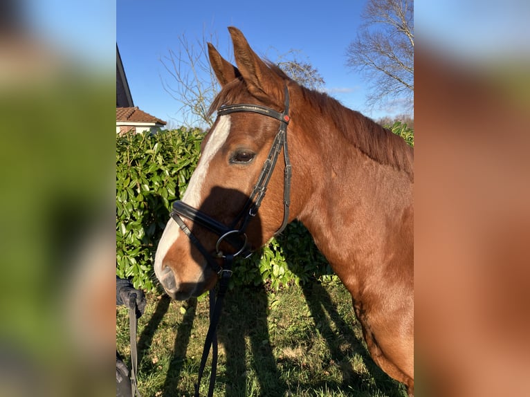 Pony tedesco Castrone 5 Anni 153 cm Sauro in Großheide