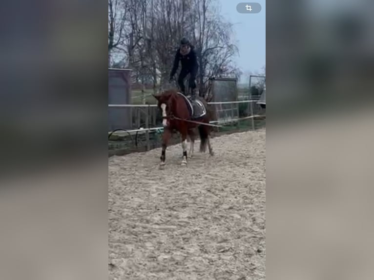 Pony tedesco Castrone 5 Anni 153 cm Sauro in Großheide