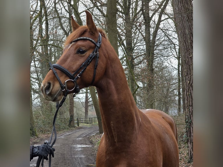 Pony tedesco Castrone 5 Anni 154 cm Pezzato in Wachtendonk