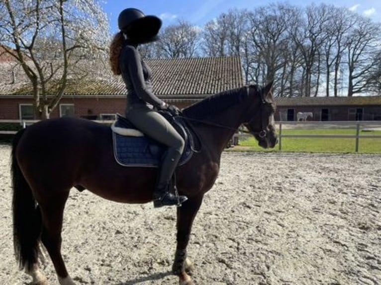 Pony tedesco Castrone 5 Anni 154 cm Sauro scuro in Bersenbrück