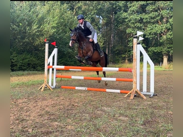 Pony tedesco Castrone 5 Anni 155 cm Baio scuro in Grevenbroich