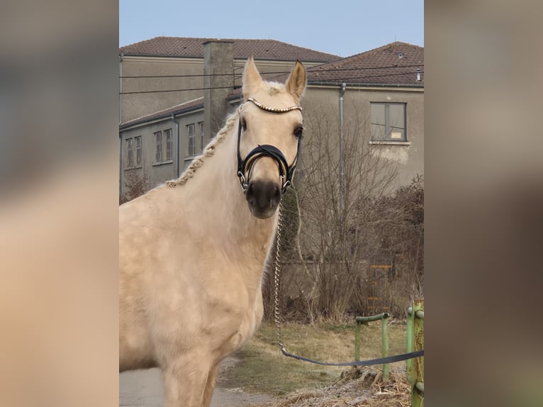 Pony tedesco Castrone 5 Anni 155 cm Palomino in Illertissen