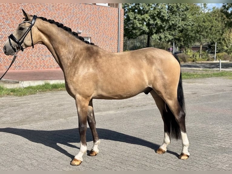 Pony tedesco Castrone 5 Anni 155 cm Pelle di daino in Telgte