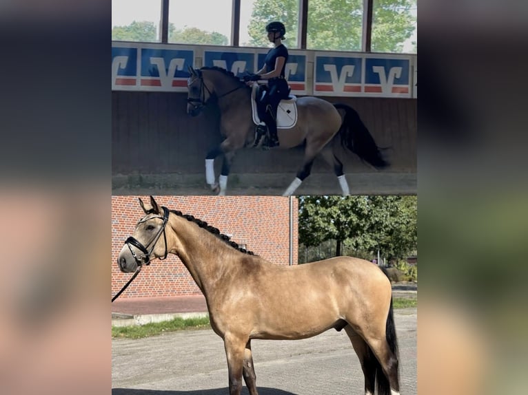 Pony tedesco Castrone 5 Anni 155 cm Pelle di daino in Telgte