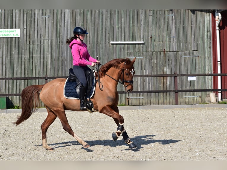 Pony tedesco Castrone 5 Anni 155 cm Sauro in Edewecht