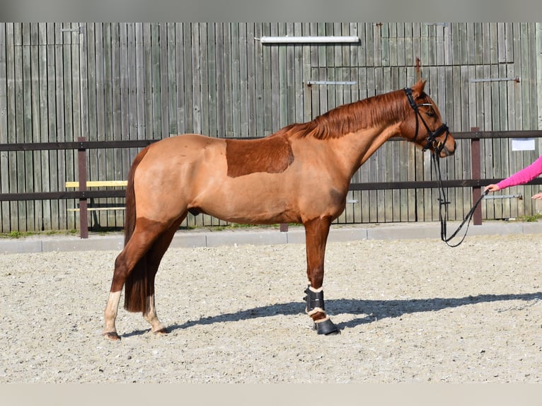 Pony tedesco Castrone 5 Anni 155 cm Sauro in Edewecht