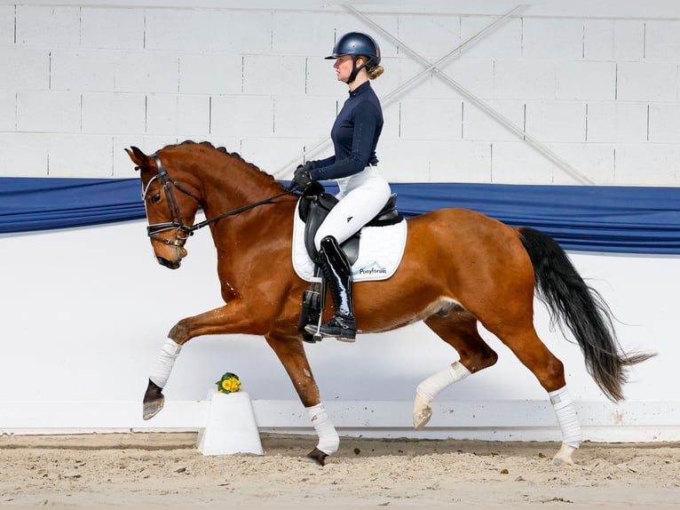Pony tedesco Castrone 5 Anni 156 cm Baio in Marsberg