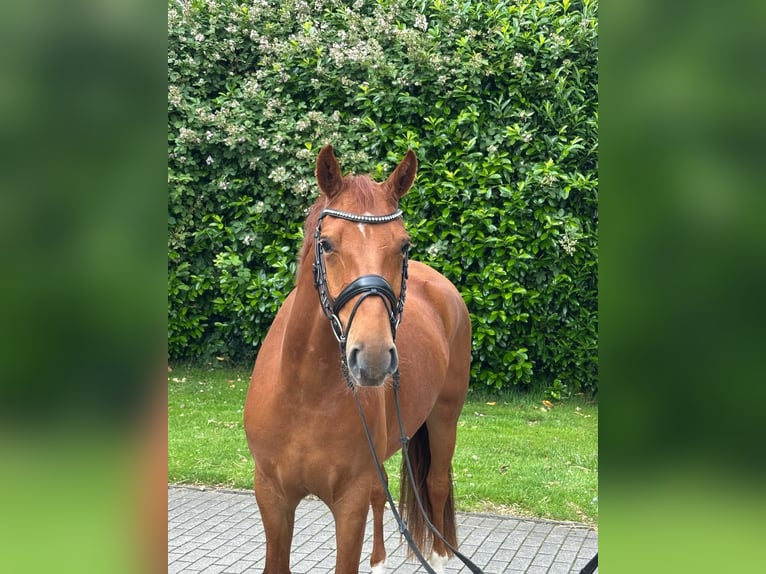 Pony tedesco Mix Castrone 5 Anni 157 cm Sauro in Rhauderfehn