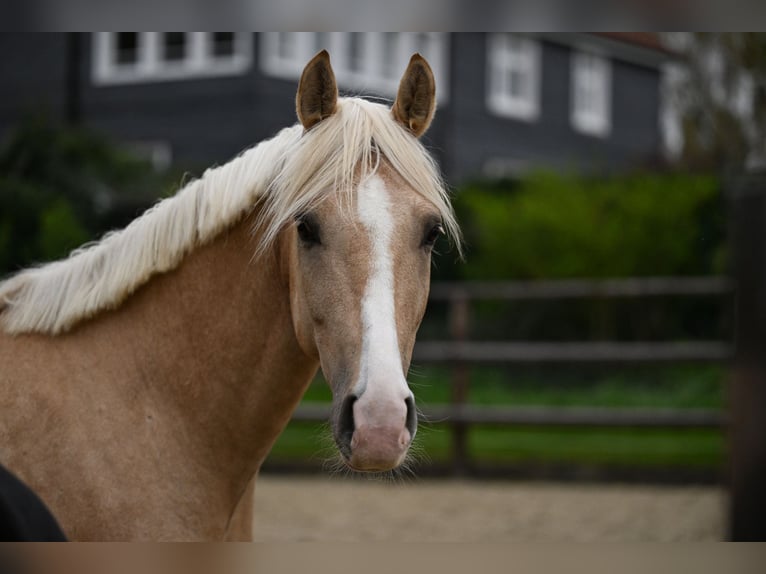 Pony tedesco Castrone 5 Anni 162 cm Palomino in Wuppertal