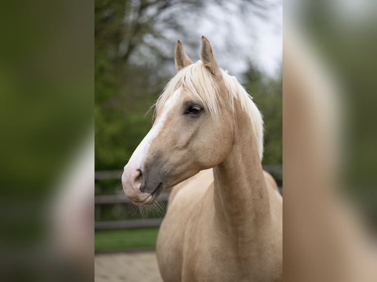 Pony tedesco Castrone 5 Anni 162 cm Palomino in Wuppertal