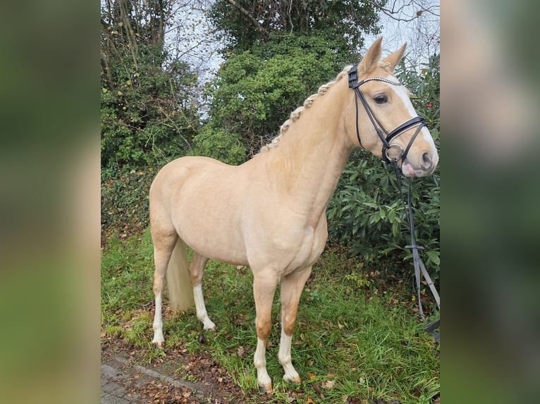Pony tedesco Castrone 5 Anni Palomino in Nortrup