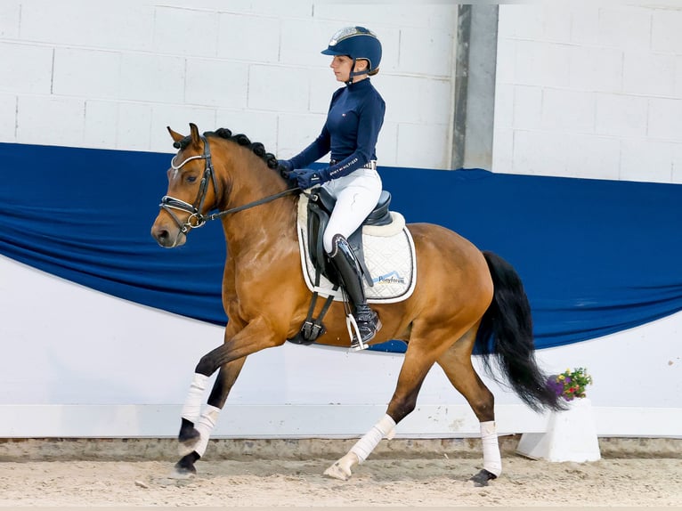 Pony tedesco Castrone 6 Anni 135 cm Baio in Marsberg