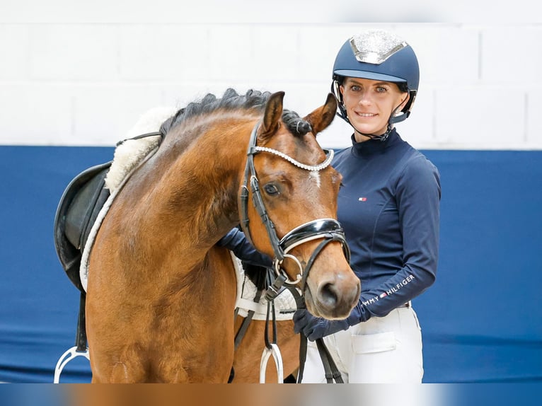 Pony tedesco Castrone 6 Anni 135 cm Baio in Marsberg